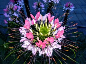 IMG_20160901_194121